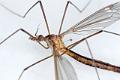 tipula paludosa